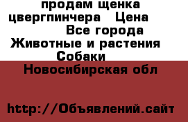 продам щенка цвергпинчера › Цена ­ 15 000 - Все города Животные и растения » Собаки   . Новосибирская обл.